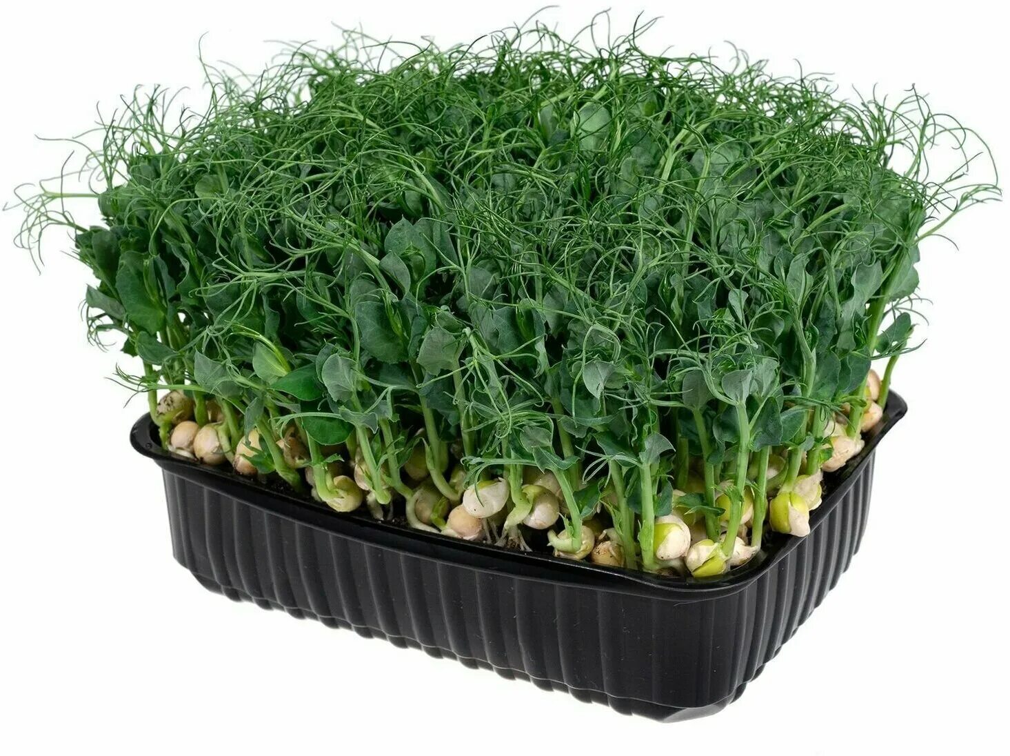 микрозелень гороха. горошек усатый микрозелень. микрозелень кресс горох. горошек мадрас микрозелень. горох афилла микрозелень.