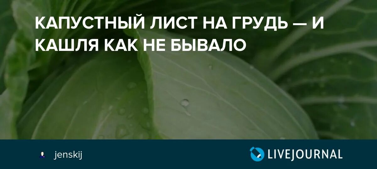 Капустный лист на грудную клетку. Как лечить кашель капустным листом. лист капусты от кашля. капустный лист при кашле. от кашля - лист капусты на грудь.