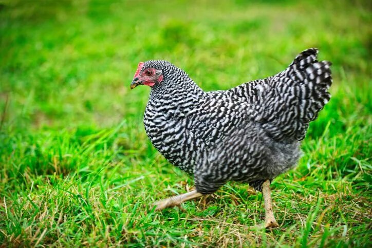 Barred Plymouth Rock Chickens Barred Plymouth Rock Chicks for Sale Purely Poultr