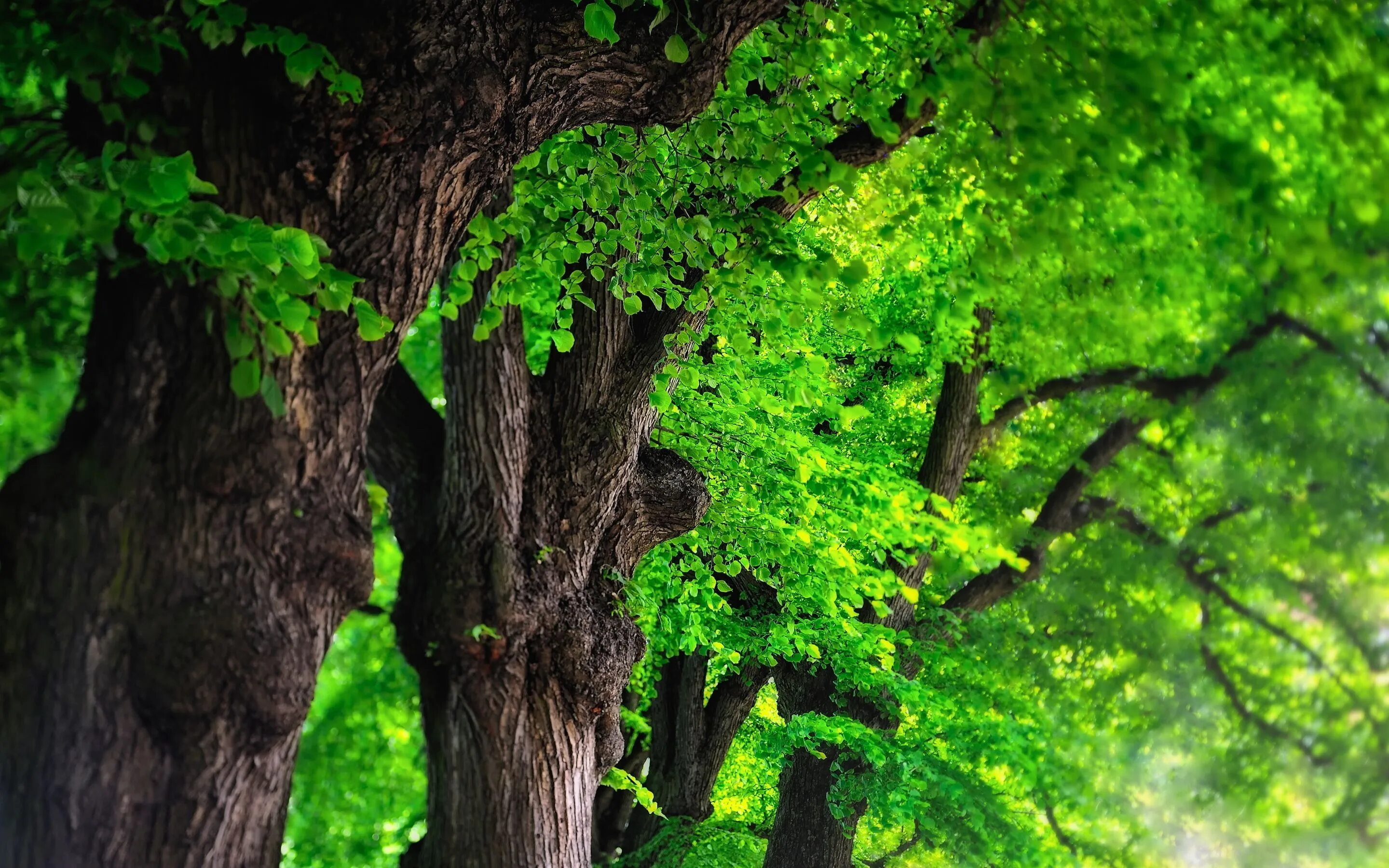 Красивое дерево. Дерево зеленое. Красивое зеленое дерево. Красивый лес. They like trees