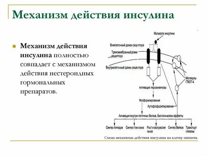 Раскройте механизм действия