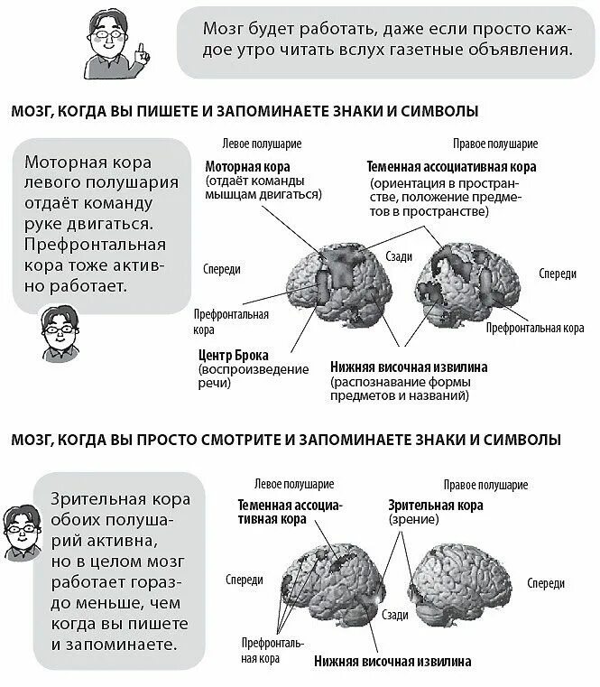 Развитие мозга упражнения. Префронтальная кора мозга. Тренировка мозга. Интересные упражнения для мозга. Упражнения для тренировки мозга.