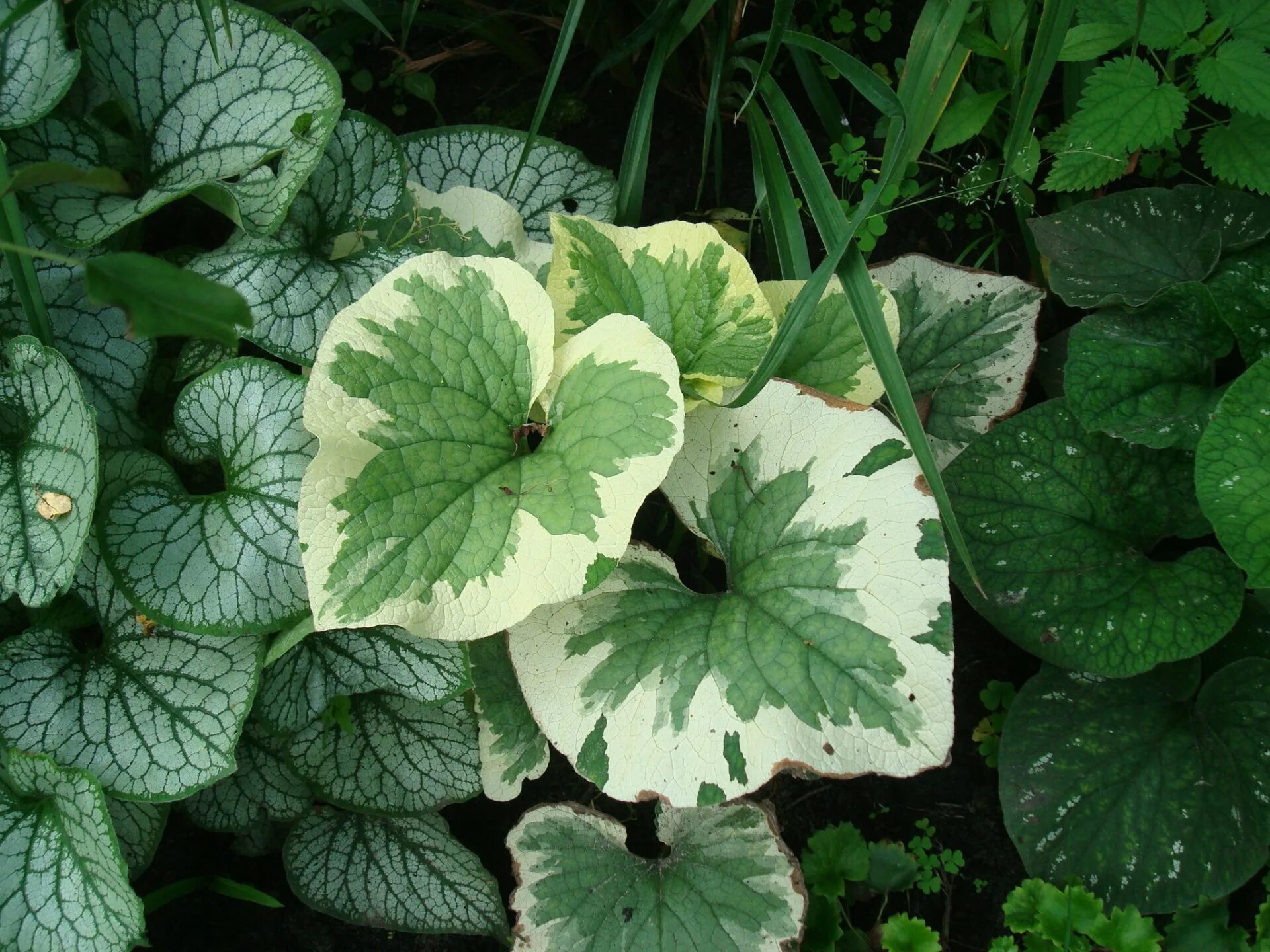 Бруннера вариегата. Бруннера крупнолистная. бруннера крупнолистная variegata. бруннера сибирская brunnera sibirica.