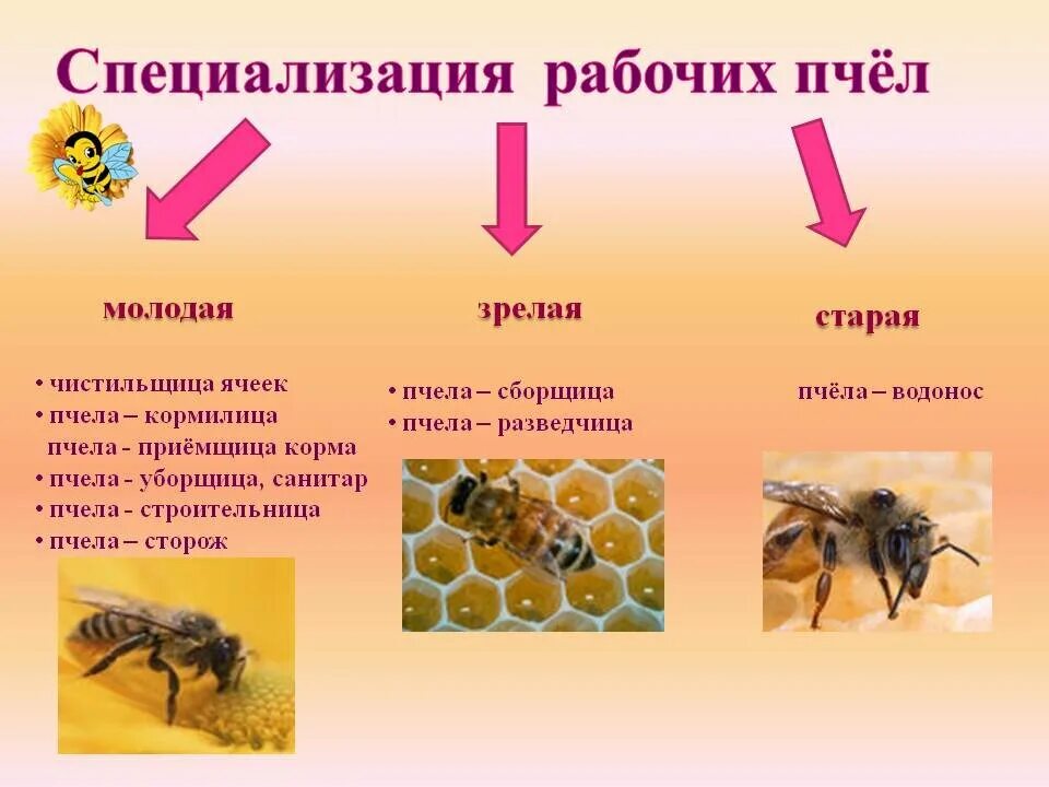 Как можно стать пчелой. Медоносная пчела пчелиная семья. Состав пчелиной семьи схема. Специализация рабочих пчел. Структура пчелиной семьи.