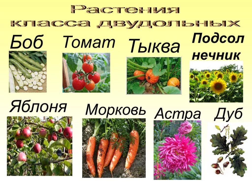 Двудольными растениями являются. Двудольные растения. Класс двудольные растения. Примеры двудольных раст. Класс двудольные растения примеры.