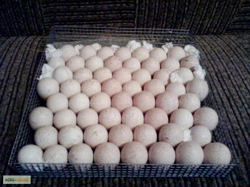 Куплю биг 6 яиц. Инкубационное яйцо индейки Биг 6. Яйцо инкубационное индюшиное Биг 6. Инкубационное яйцо индюшат Биг-6. Инкубация индюшиных яиц биг6.