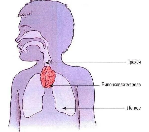 Вилочковая железа увеличена у ребенка. Вилочковая железа новорожденного. Объем вилочковой железы у детей. Увеличенная вилочковая железа у ребенка. Вилочковая железа увеличена у ребенка.