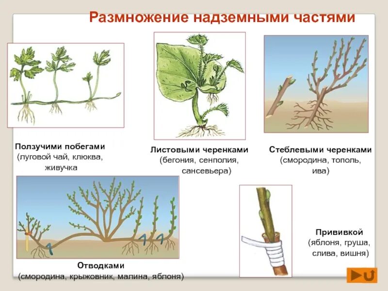 Споры побега. Размножение надземными частями. Черенкование бесполое размножение. Размножение надземными побегами отводками. Размножение укореняющимися побегами.