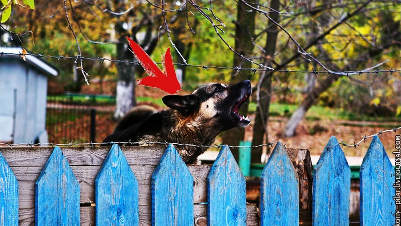 Частный сектор лай собаки. Овчарка за забором. Собака за забором. Собаками лаются за забором. Собака на заборе.