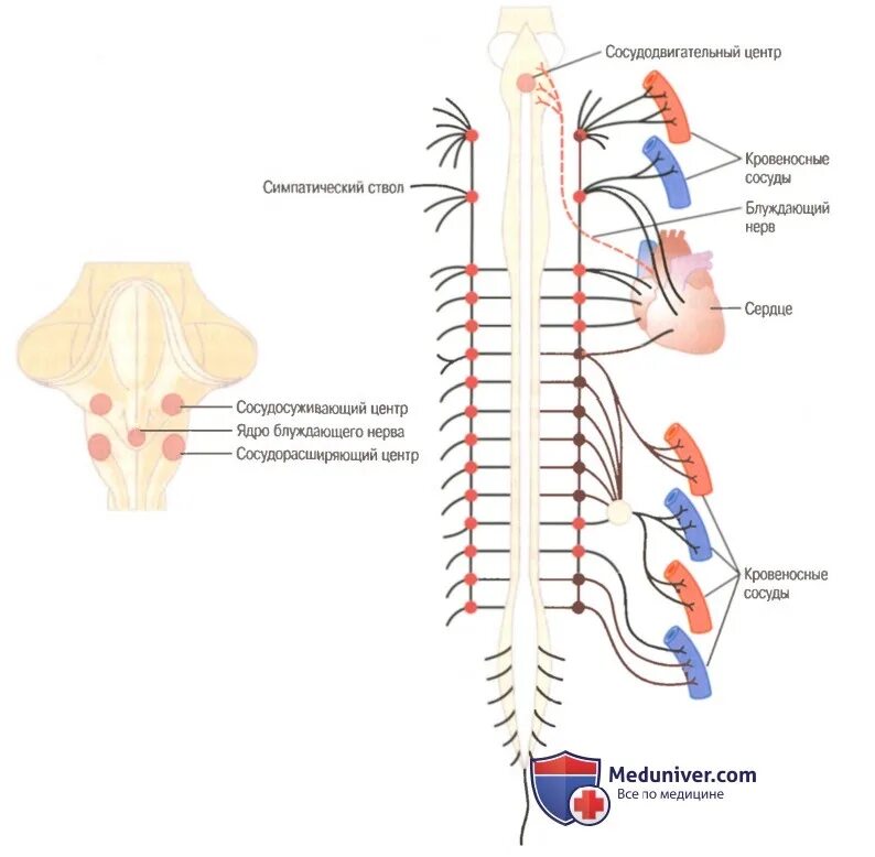 Сужение сосудов нервная система. Блуждающий нерв кровеносные сосуды. Симпатическая система расширяет сосуды. Парасимпатика на сосуды. Сосуды кожи симпатический отдел.