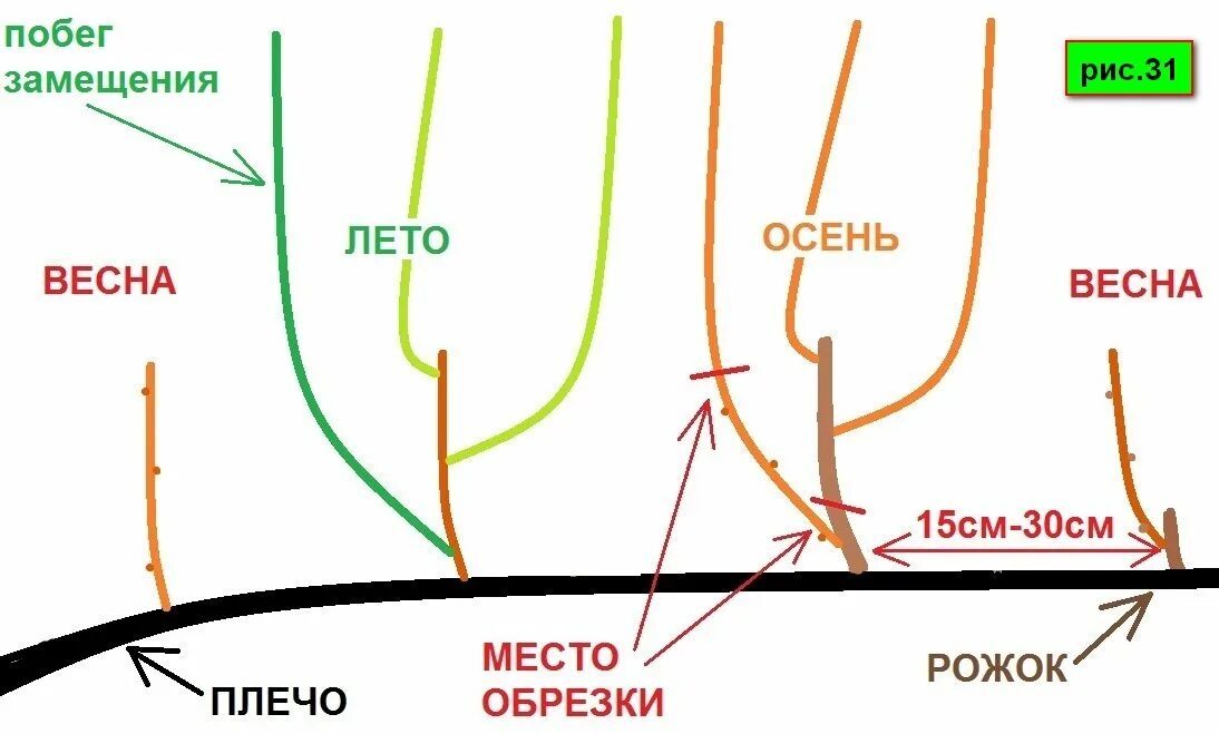 Можно ли обрезать побеги. Подрезка винограда весной схема. Обрезка винограда летом для начинающих в картинках пошагово. Обрезка винограда весной пошагово. Обрезка винограда весной для начинающих в картинках пошагово.