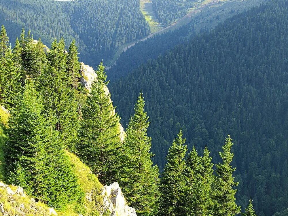 Рекреационный потенциал леса. Национальный парк Копаоник Сербия. Kopaonik Сербия летом. Гора Копаоник Сербия. Национальный парк Копаоник летом.