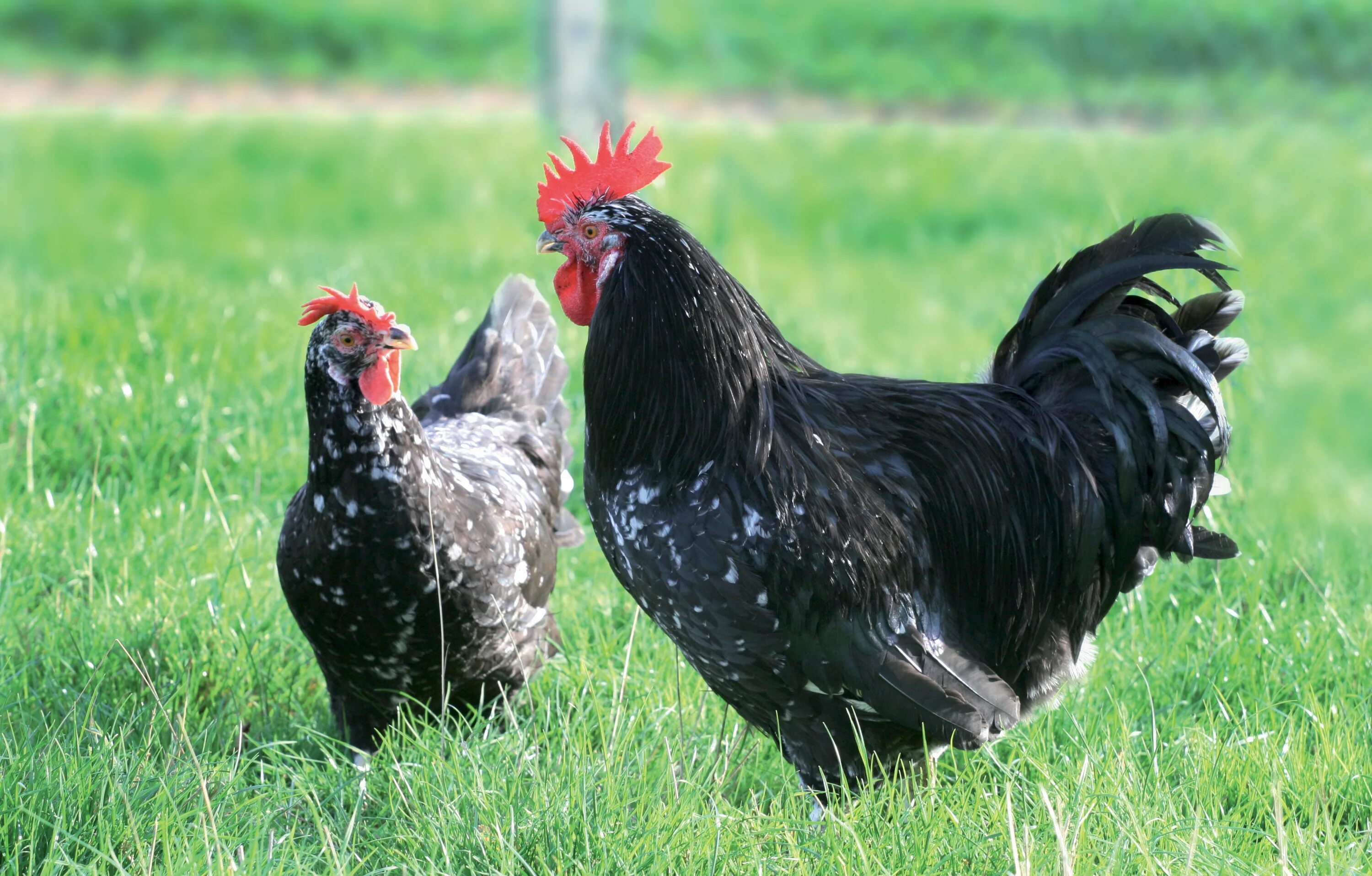 петушки хайсекс браун. насадка для курицы. воспитанные куры. белая курица с цыплятами. клушка курица.