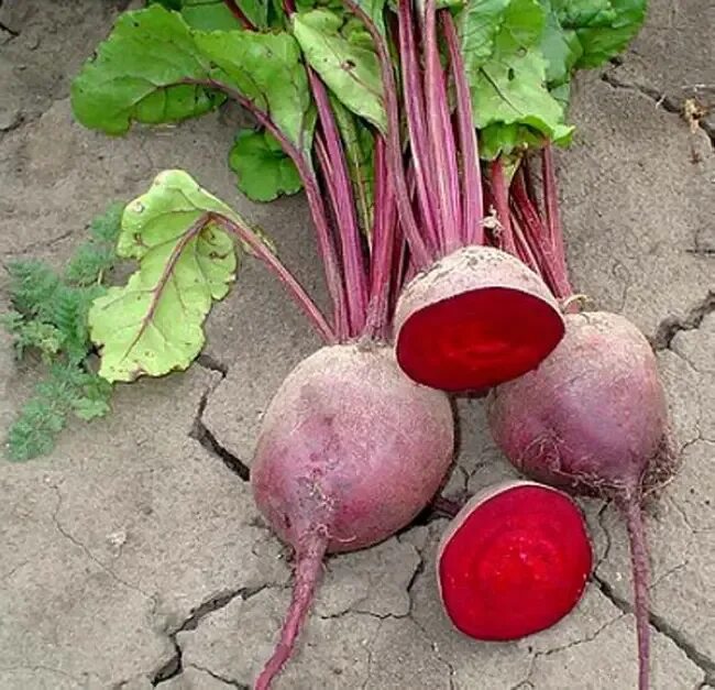 Сорт свеклы экшен. Сорт свеклы экшен. Свекла экшен f1. Свекла столовая кардинал f1 голландия. Свекла экшен f1.