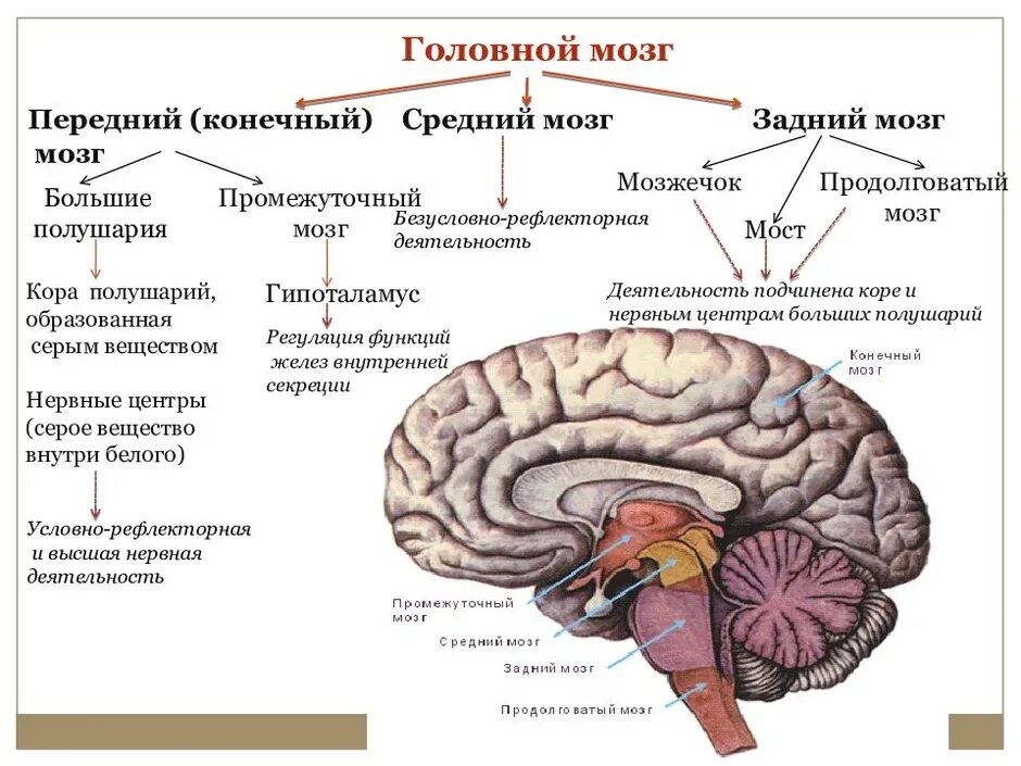 Какой отдел головного мозга обеспечивает координацию движения. Таблица головной мозг ствол мозжечок передний мозг. отдел головного мозга средний мозг строение. задний мозг средний мозг передний мозг. передний мозг средний мозг задний мозг таблица.