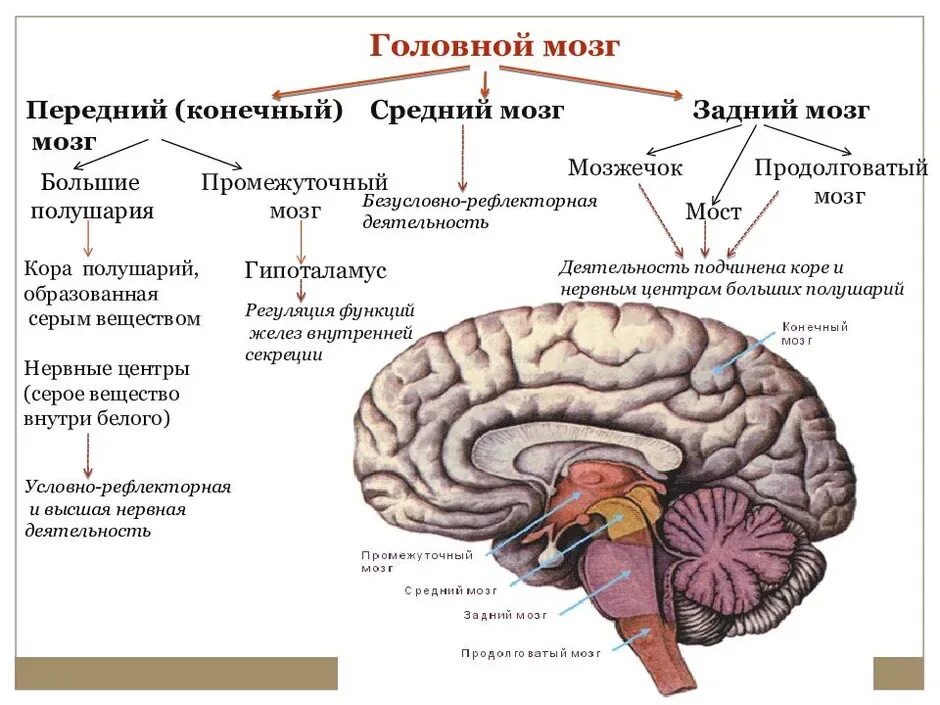 Таблица головной мозг ствол мозжечок передний мозг. Отдел головного мозга средний мозг строение. Задний мозг средний мозг передний мозг таблица. Отделы головного мозга конечный мозг. Строение среднего мозга 8 класс