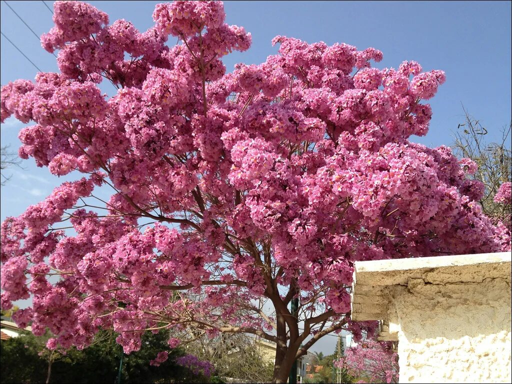 Что цветет розовыми цветами в крыму. Миндаль дерево. Миндаль Деверо. Цветущее дерево миндаля. Цветущий миндаль дерево.