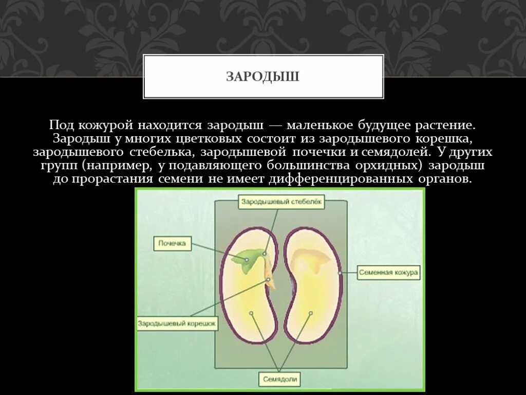 Зародышевая почечка на семядоли. Кожура, семядоли, зародыш корешок почечка. Зародышевый корешок. Зародыш растения состоит из. Что кроме зародыша и семенной кожуры находится