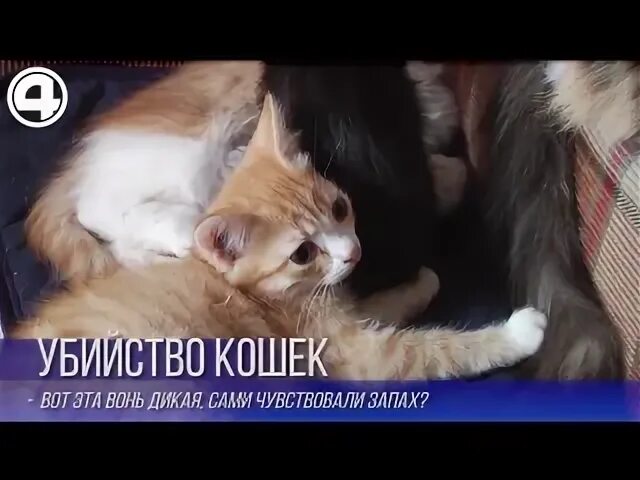 Hello street cat издевательство. Издевательство над кошками. Издевательство в кошачьих питомниках. Издевательства над котятами и кошками.