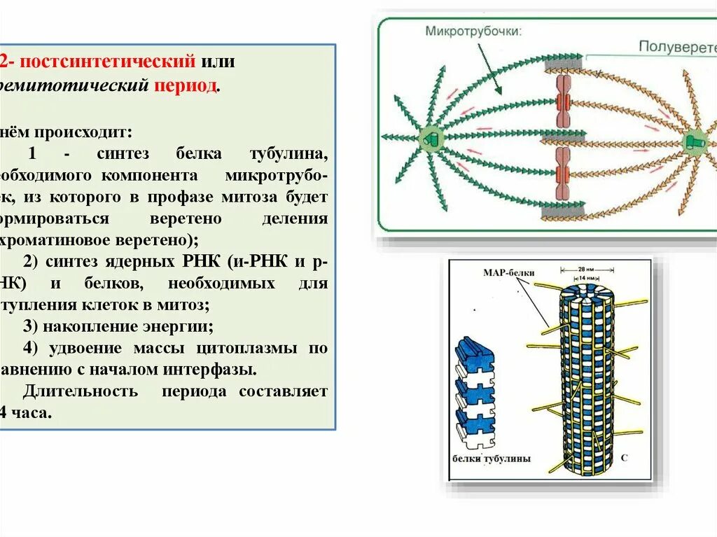Формирование веретена деления в какой фазе