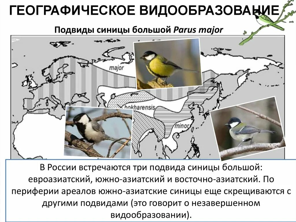 Географическое видообразование синицы. Изоляция и видообразование. Этапы географического видообразования. Географическое видообразование примеры. Видообразование примеры животных