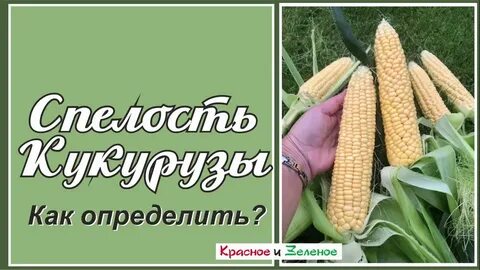 Как определить кукурузу