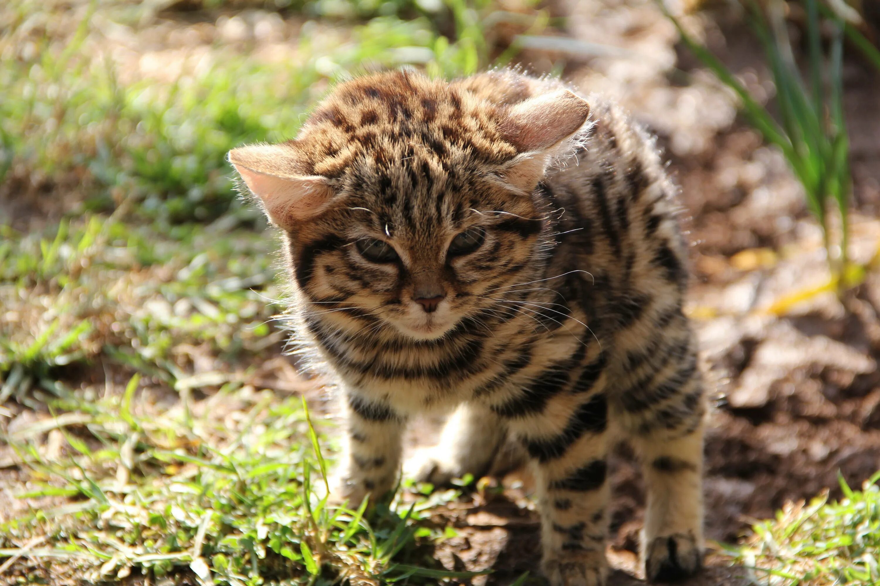 Черноногая кошка (felis nigripes). Африканская дикая кошка черноногая кошка. Южно африканская черноногая кошка. Дикая африканская черноногая кошка. Дикая африканская черноногая кошка.
