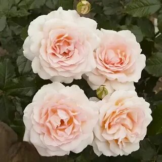 Rose обзор