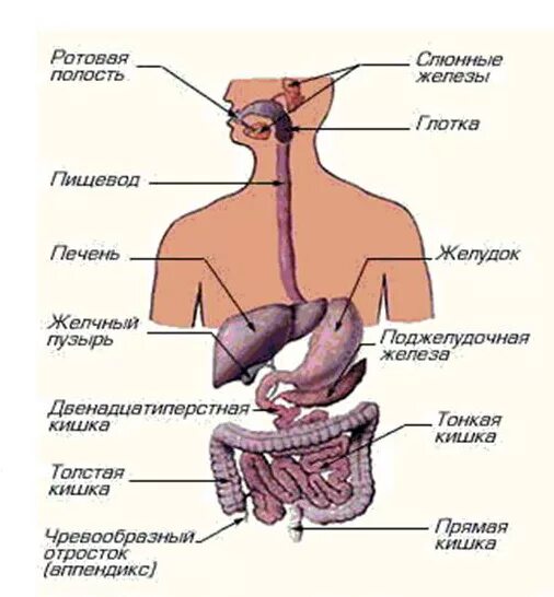 В пищеводе железы расположены в. Анатомическое строение пищеварительной системы человека. Пищеварительная система схема анатомия. Органы человека желудок и пищеварительная система. Пищеварительная система анатомия пищевод.