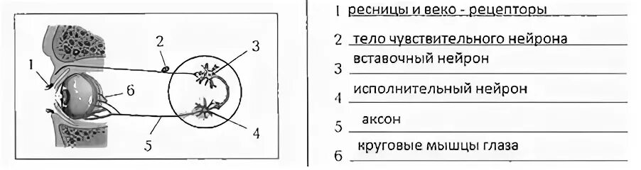 Рефлекторная дуга мигательного. Схема рефлекторной дуги мигательного рефлекса. Рефлекторная дуга мигательного рефлекса. Рефлекторная дуга мигательного рефлекса рисунок. Схема рефлекторной дуги мигательного рефлекса рисунок.