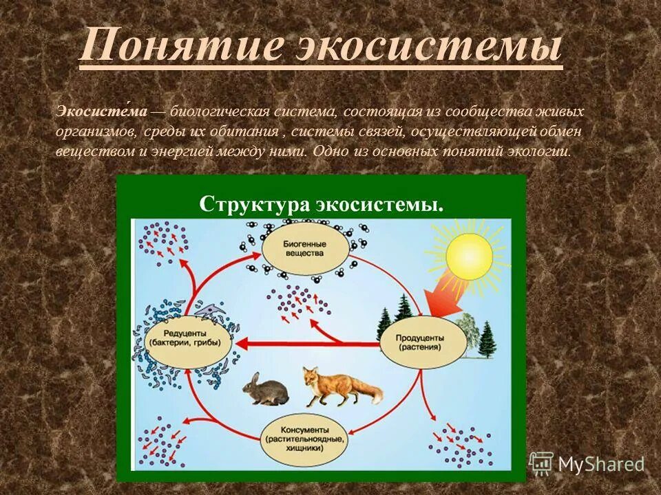 Экосистема. Понятие экосистемы. Экосистема это в экологии. Экологическая система это в биологии. Биологический круговорот живых организмов