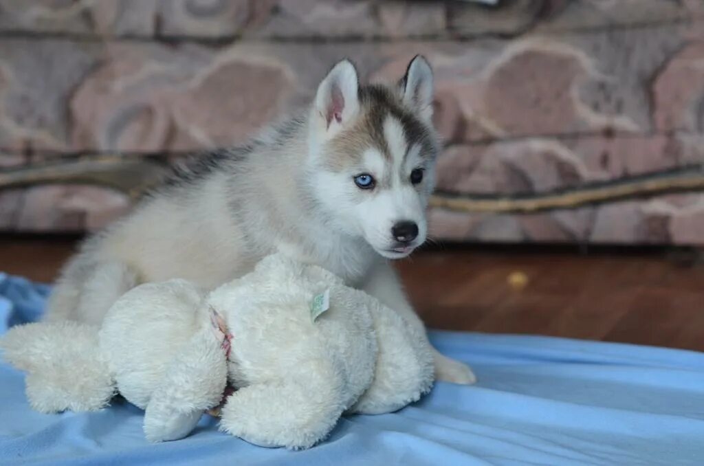 щенки хаски 1 месяц фото. щенки хаски 2 недели. щенок хаски 4 месяца. 5 месяца. щенки хаски 1 месяц.