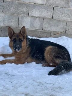 Неміс түксіз күшіктерінің фотосы