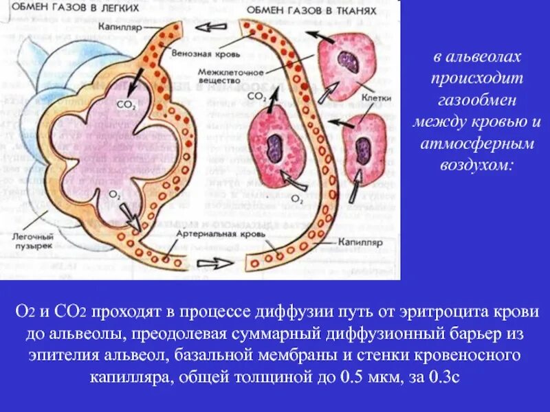 Газообмен в легких и тканях. Газообмен в легких и тканях рисунок. Схема процесса газообмена. Газообмен в органах и тканях. Круги газообмена в легких