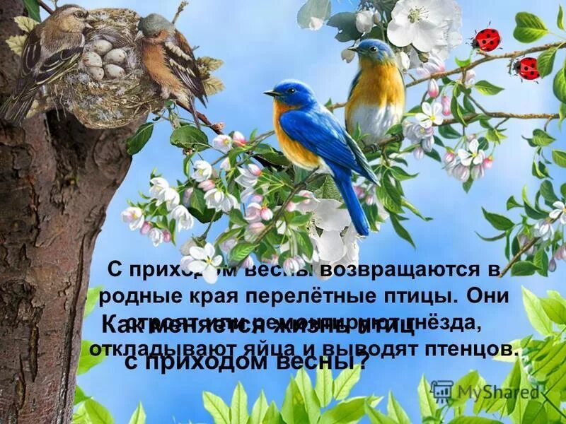 Птицы весной возвращаются в родные места. Мероприятия к весне птицы. Птицы возвращаются весной.