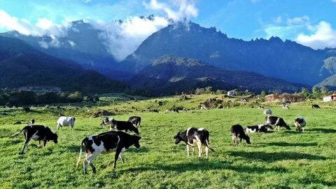 Many farm