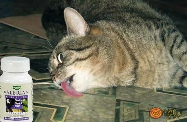 Можно котам валерьянку