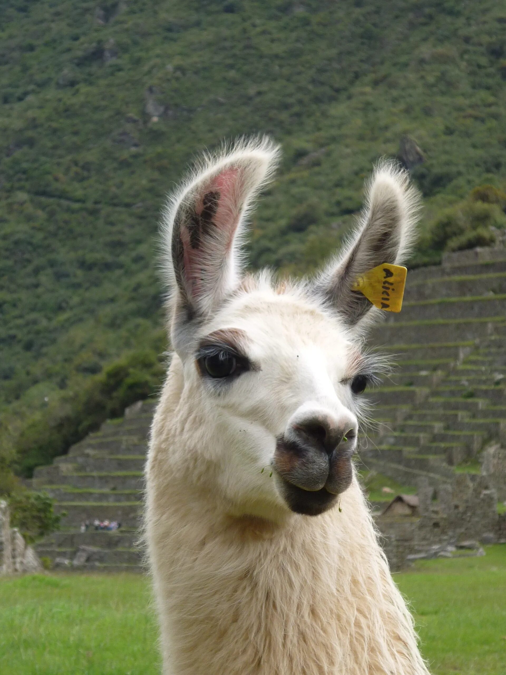 Llama2