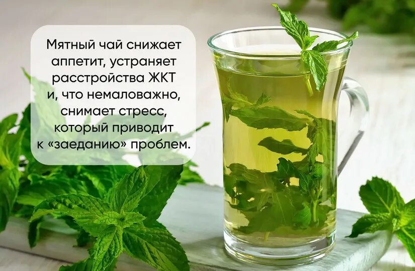 Можно ли пить мяту с чаем