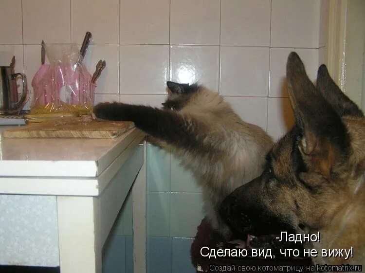 Поцелуй мем. Мартышка мем. Ладно ясно. Ладно вижу. Кот сделай мне бутербродик.