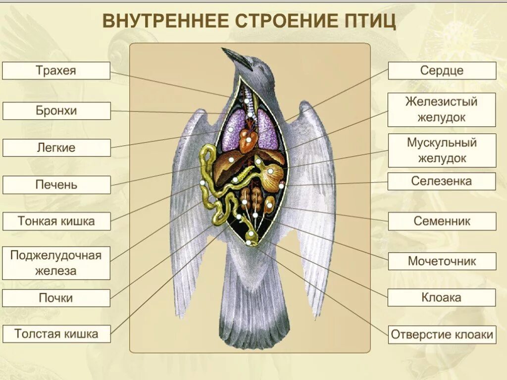 Особенности строения и жизнедеятельности птиц презентация. Внутреннее строение птицы биология 7 класс. Класс птицы внутреннее строение голубя. Строение птицы 7 класс биология. Внешнее и внутреннее строение птиц 7 класс биология.