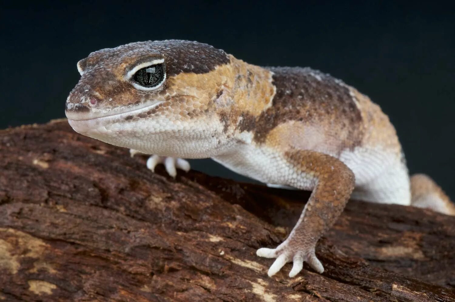 Мужчина ящерица. Hemitheconyx caudicinctus. Африканский толстохвостый геккон. Австралийский толстохвостый геккон. Гемитеконикс ящерица.