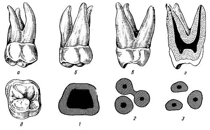 Первый моляр верхней челюсти. Третий Нижний моляр анатомия. Второй Нижний моляр анатомия. Третий верхний моляр анатомия. Третий моляр верхней челюсти анатомия.