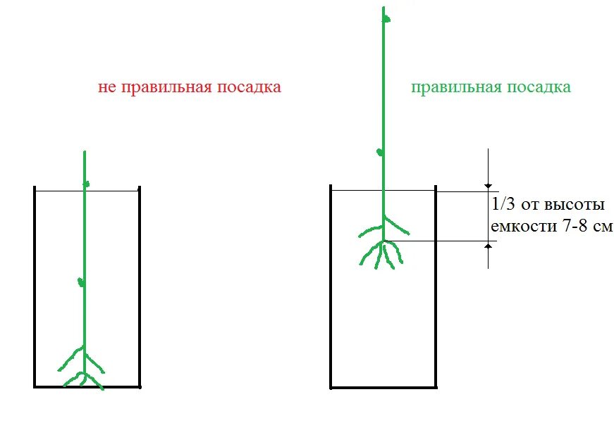 Как сажать черенки винограда весной. Как садить виноград черенками. Схема посадки черенков винограда. Посадка пророщенных черенков винограда. Посадка винограда черенками.