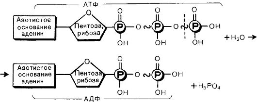 Атф основания. Схема строения молекулы АТФ. Строение молекулы АТФ. Строение молекулы АТФ рисунок. Схема строения АТФ И превращения ее в АДФ.