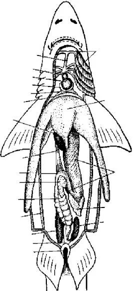 Общее расположение внутренних органов акулы Катран. Хрящевые рыбы системы органов. Вскрытая акула топография внутренних органов. Общее расположение внутренних органов колючей акулы. Внутреннее строение акулы