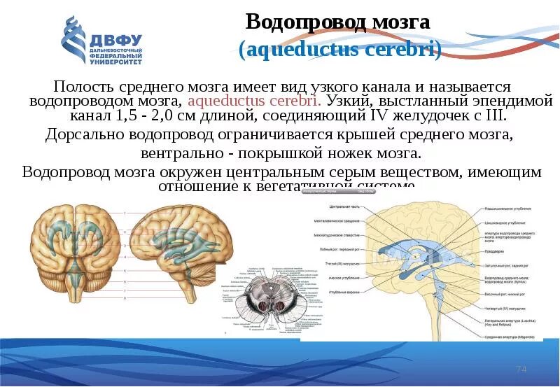 Мозг имеет полость. Анатомические образования, соединяющие водопровод мозга. Средний мозг водопровод мозга анатомия. СИЛЬВИЕВ водопровод – это полость среднего мозга. Желудочки мозга и СИЛЬВИЕВ водопровод.