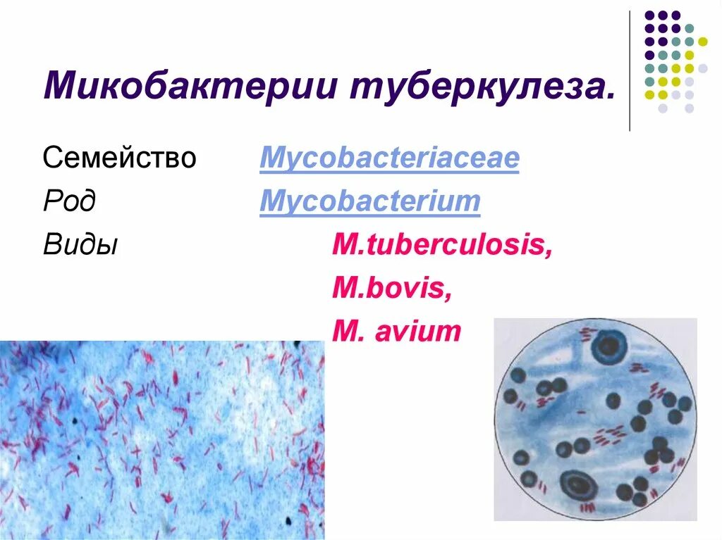 Микобактерии туберкулеза формы. Mycobacterium tuberculosis микробиология. Возбудитель туберкулеза микробиология. Mycobacterium tuberculosis морфология. Возбудитель туберкулеза род семейство.