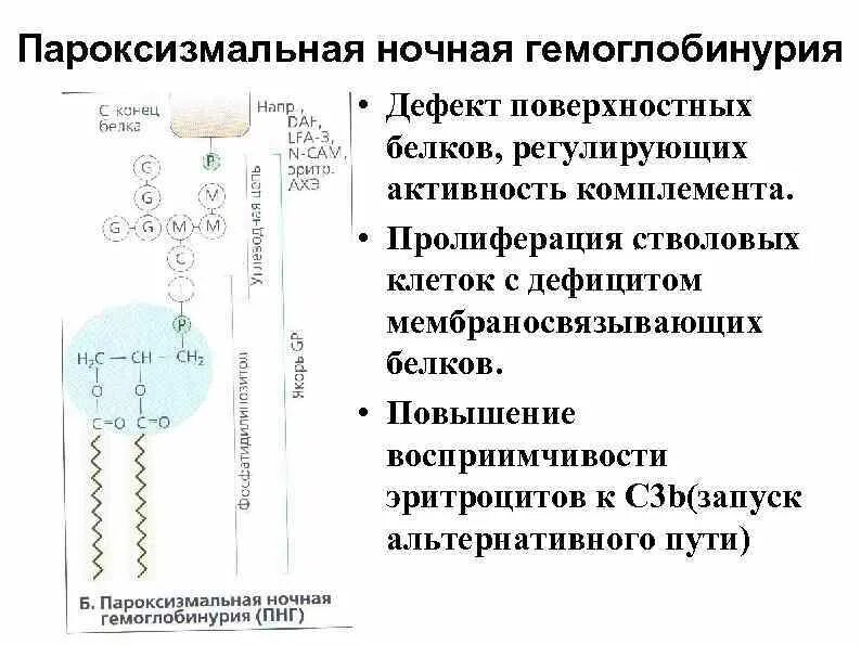Пароксизмальная ночная гемоглобинурия по утвержденным клиническим рекомендациям. Пароксизмальная ночная гемоглобинурия патогенез. Пароксизмальная ночная гемоглобинурия по утвержденным клиническим рекомендациям. Пароксизмальная ночная гемоглобинурия клинические рекомендации. Пароксизмальная ночная гемоглобинурия по утвержденным клиническим рекомендациям.