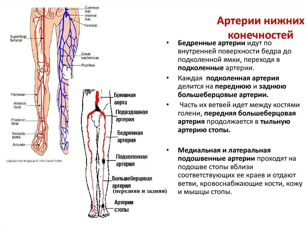 Нарушение кровоснабжения мышц
